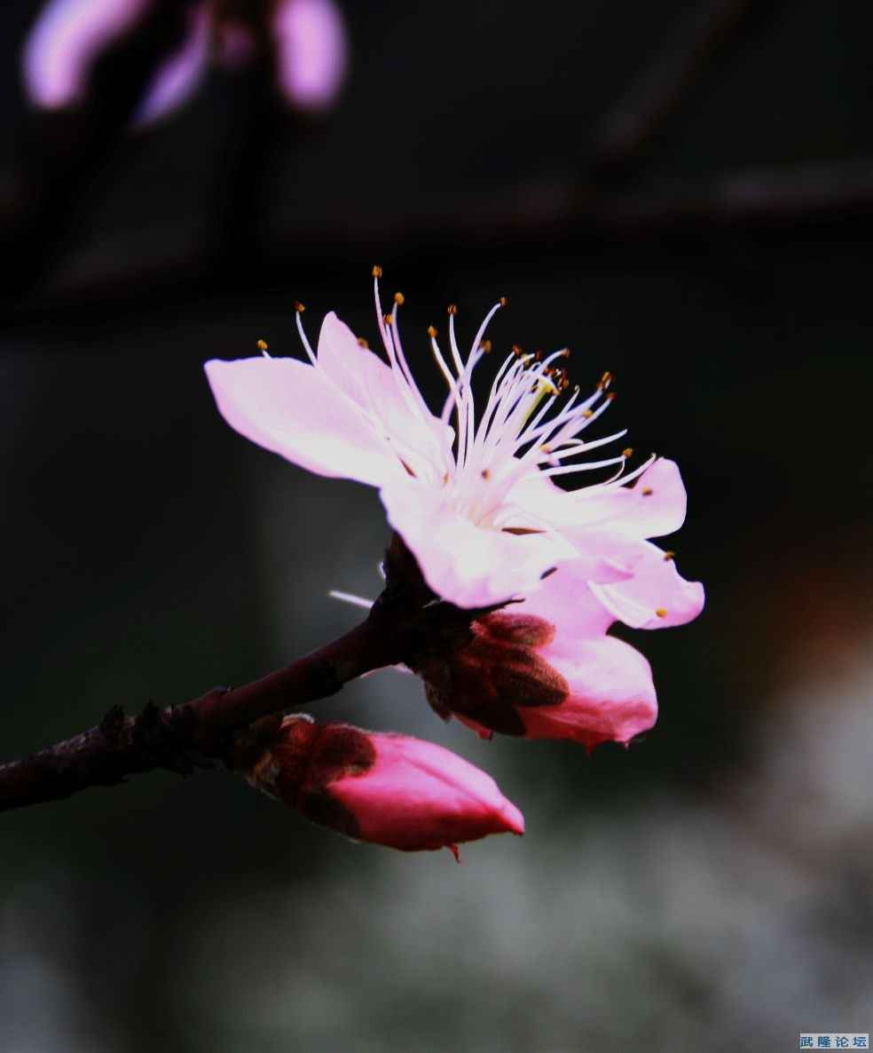 IMG_4679.JPG