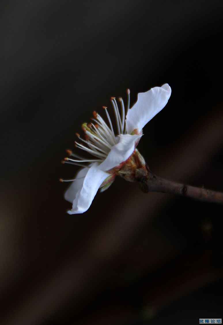 IMG_4690.JPG