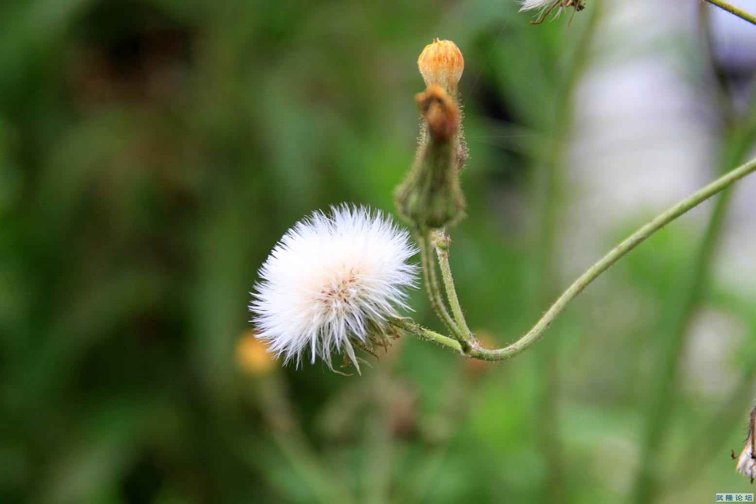 _MG_7064.JPG