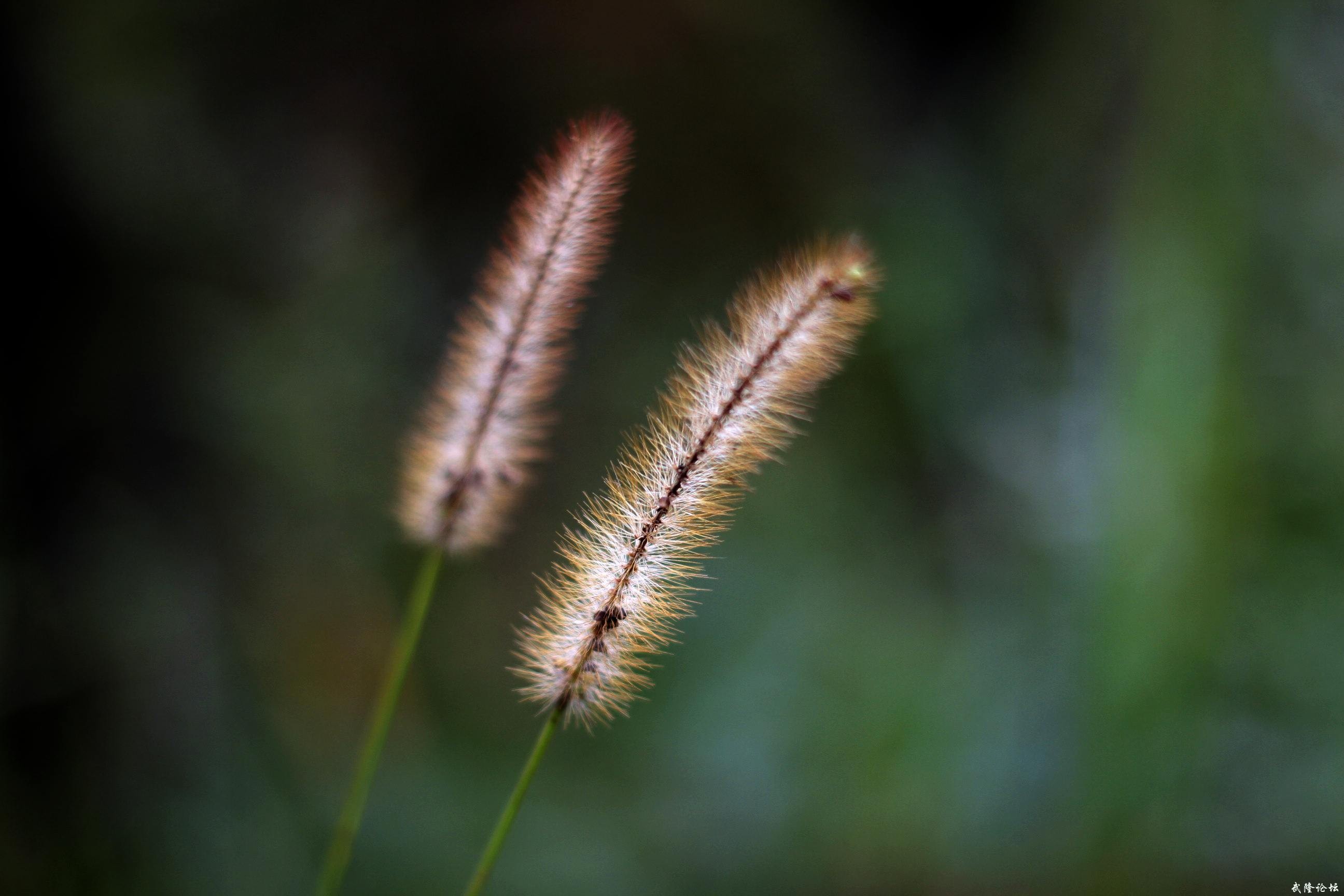 _MG_2061.JPG