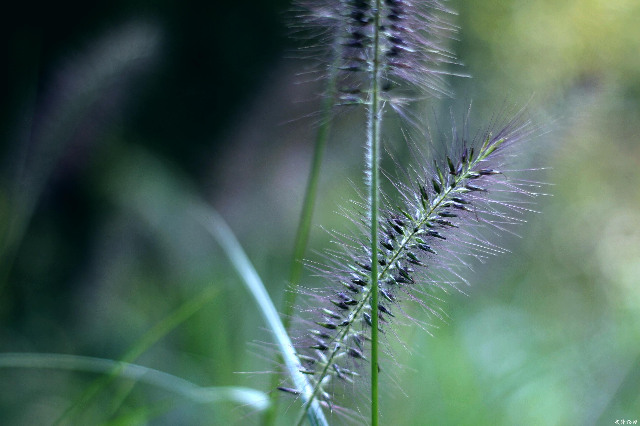 _MG_2065.JPG