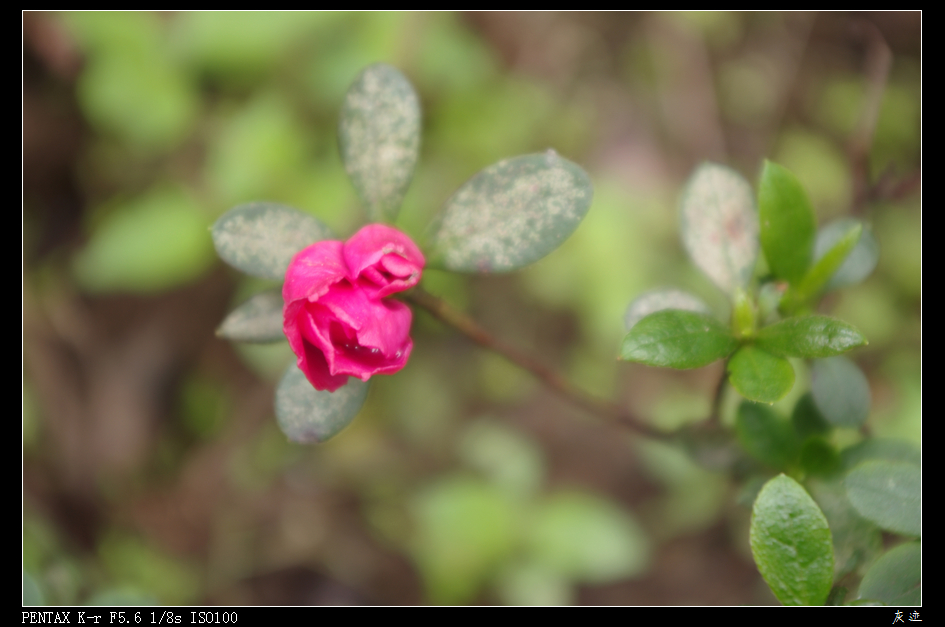 IMGP0682.jpg