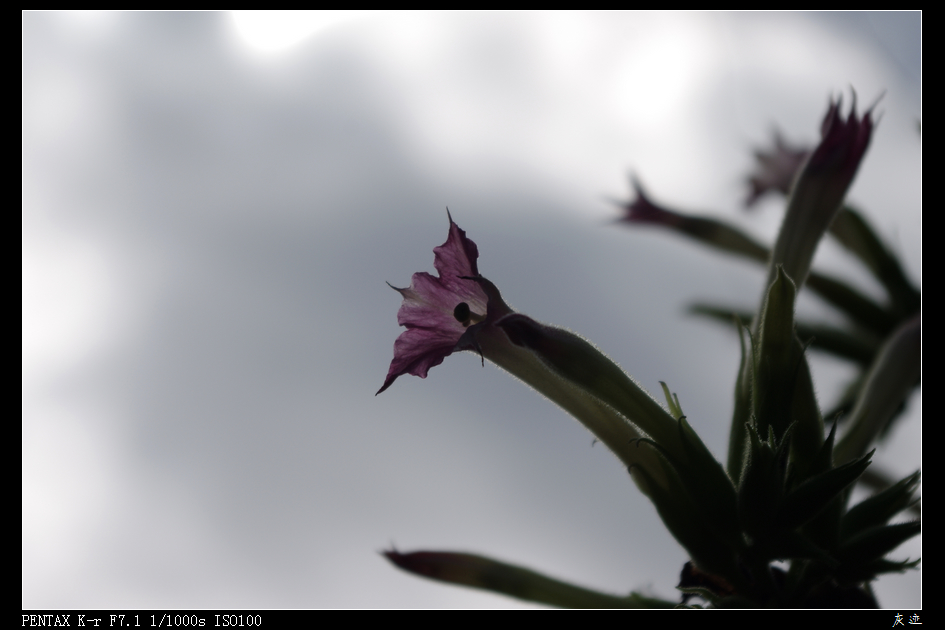 IMGP0771.jpg