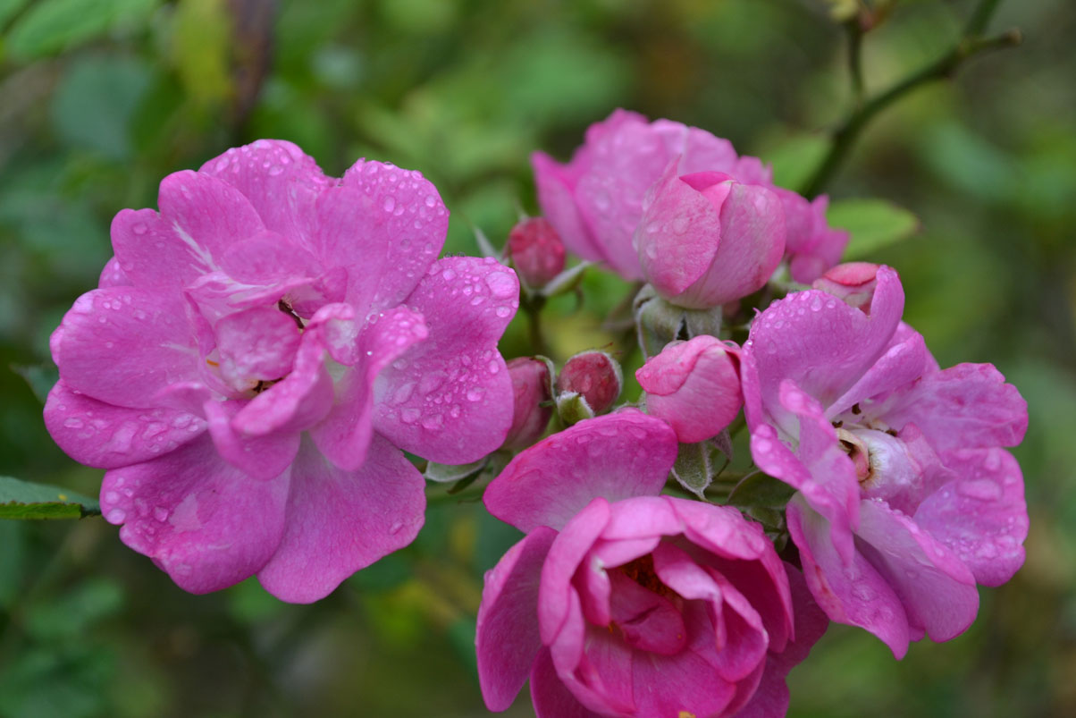 DSC_0009.jpg