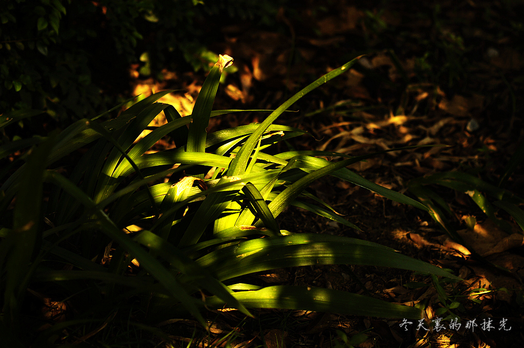 _DSC4564.jpg