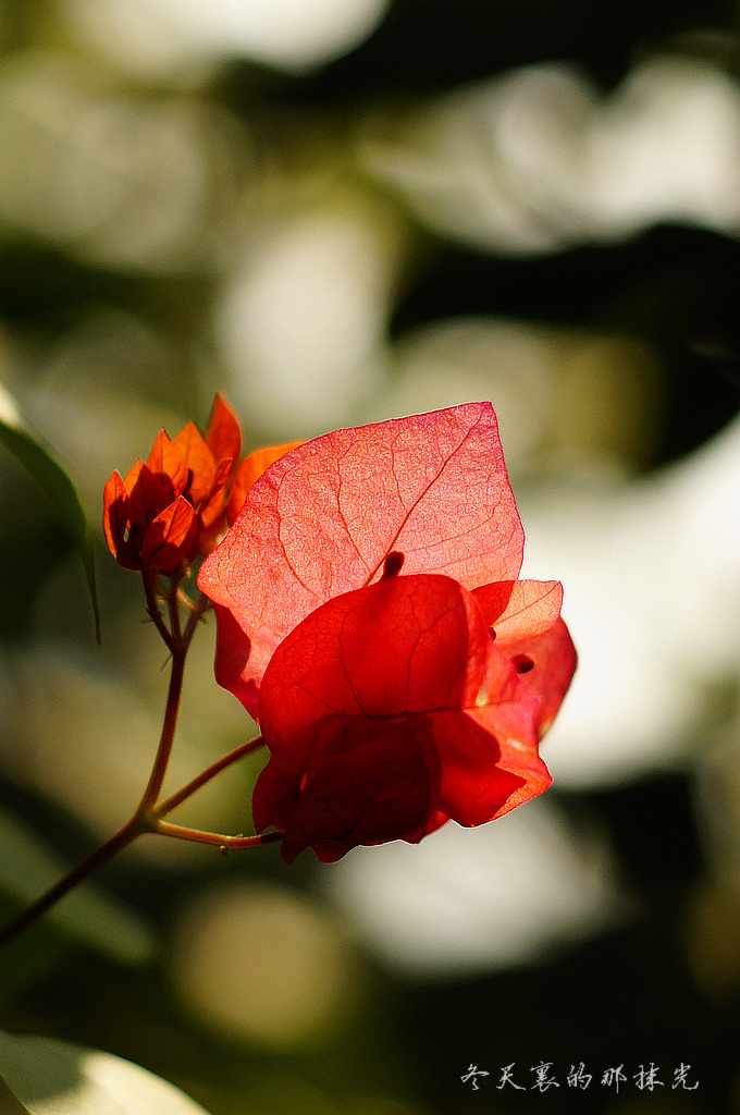 _DSC4587.jpg
