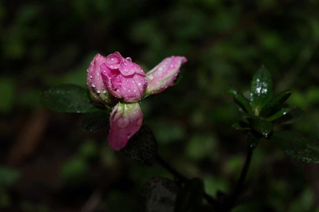 IMGP1565.jpg