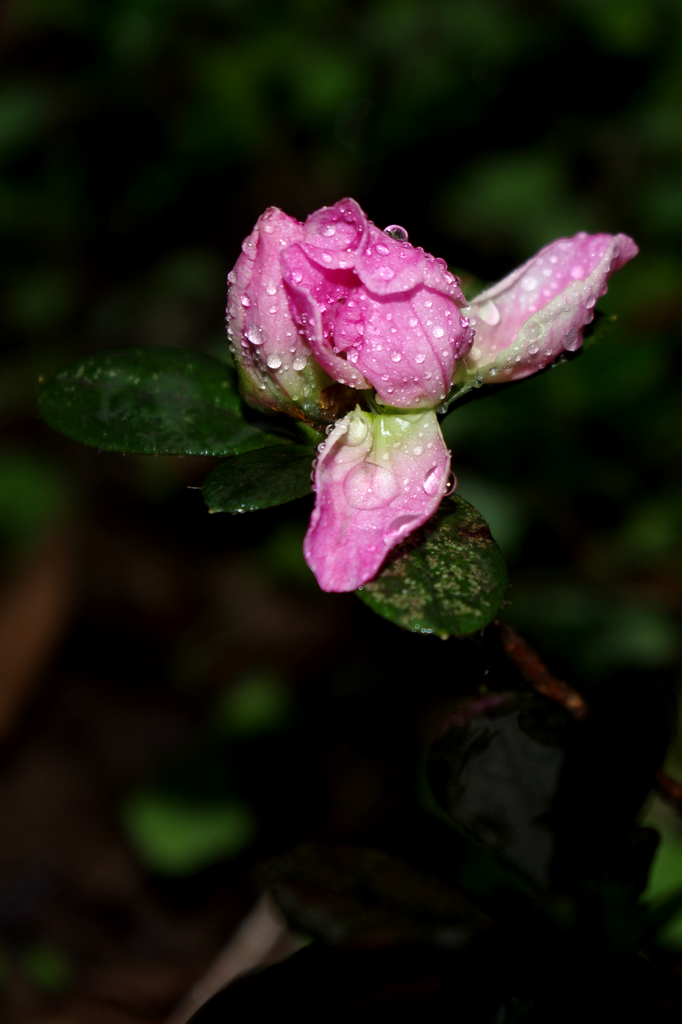 IMGP1563.jpg