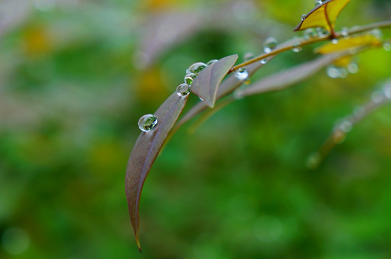 _DSC8446.jpg