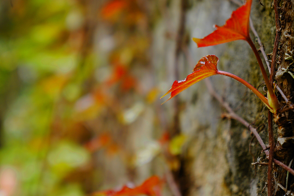 _DSC8401.jpg