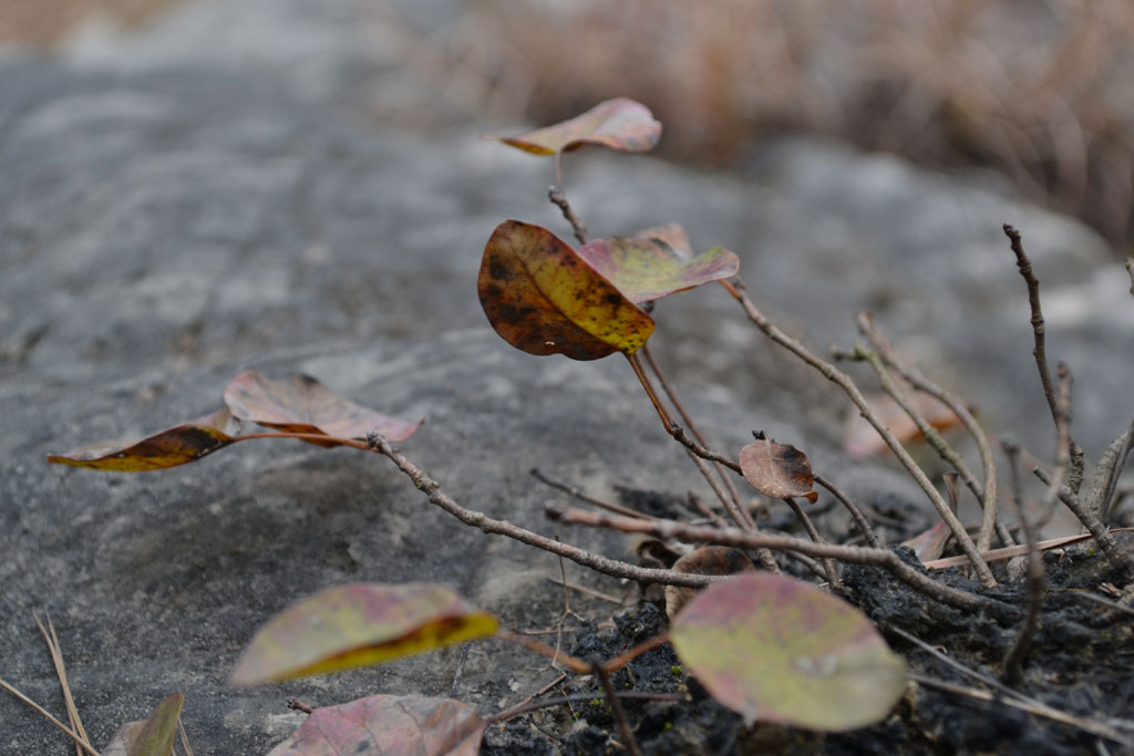 DSC_0033.jpg