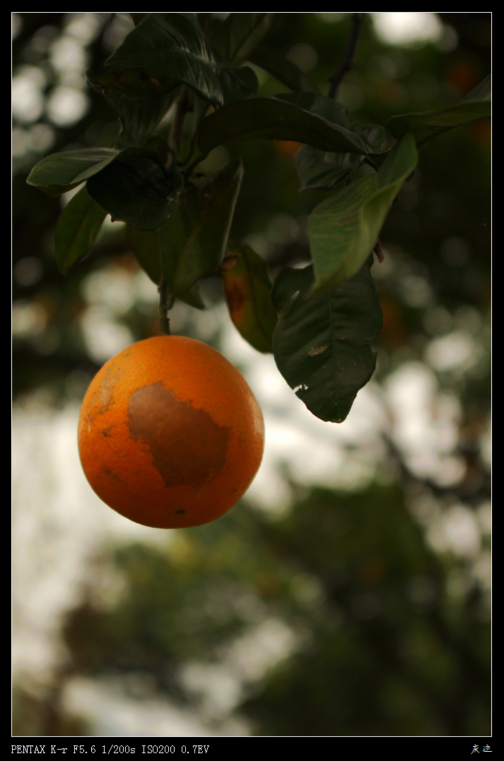 IMGP2197.jpg