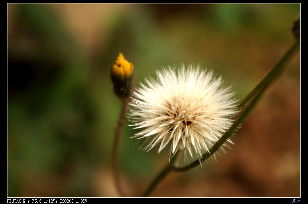 IMGP2205.jpg