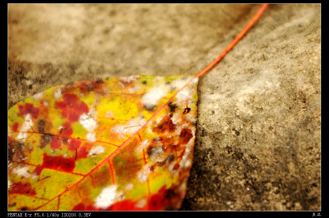 IMGP2239.jpg