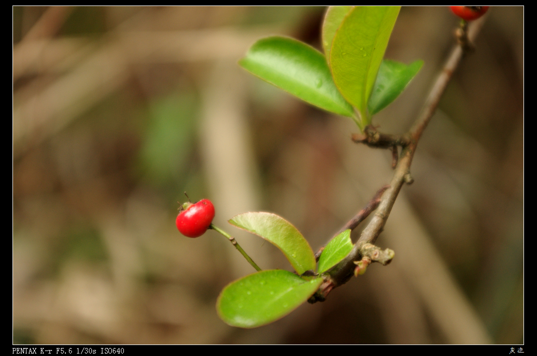 IMGP2249.jpg