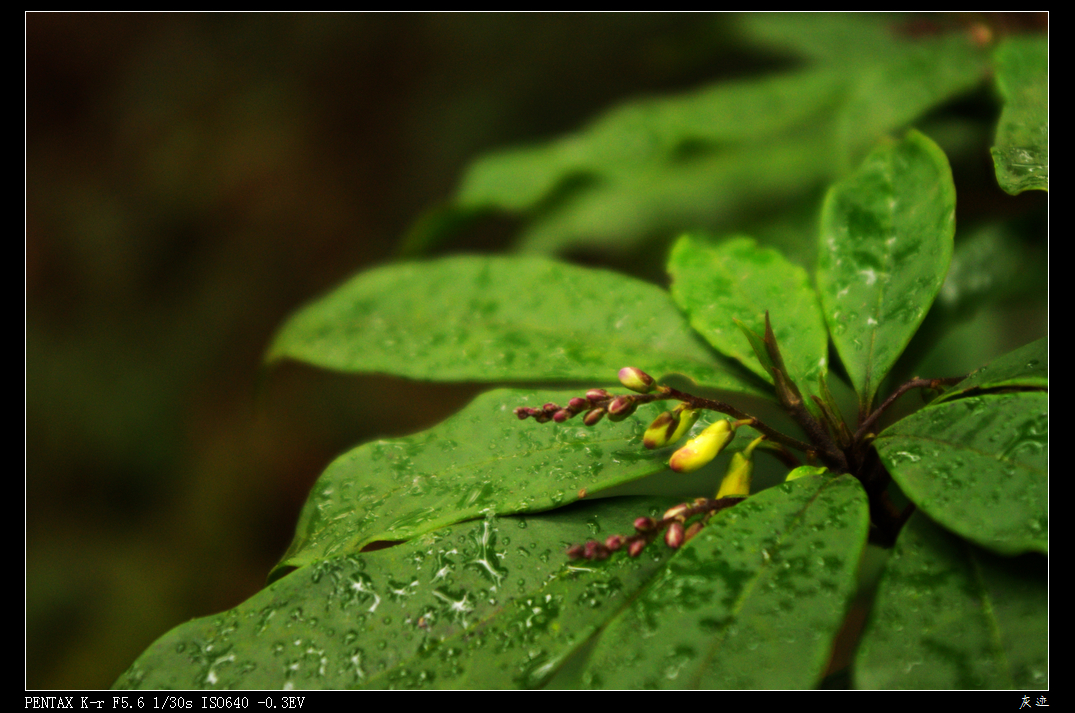 IMGP2270.jpg