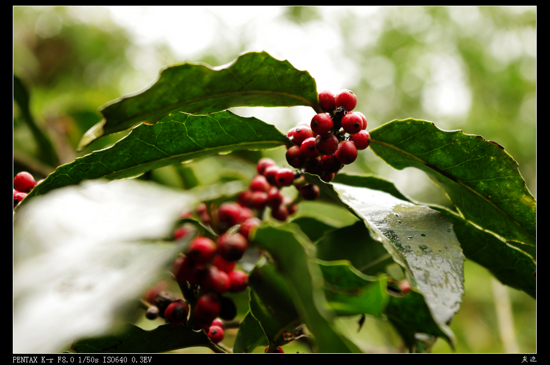 IMGP2295.jpg