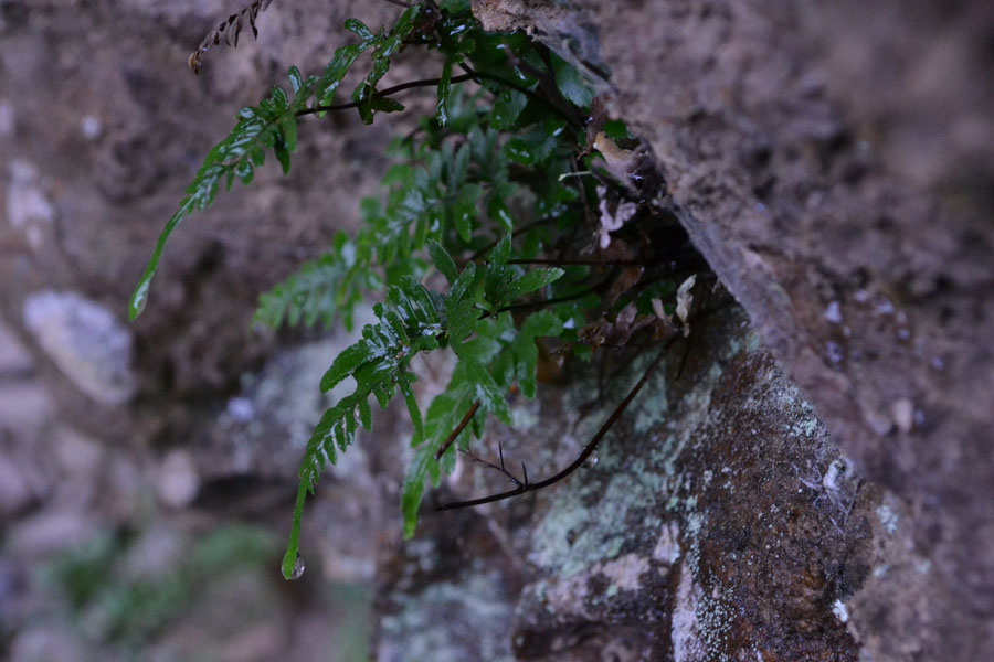 DSC_0033.jpg
