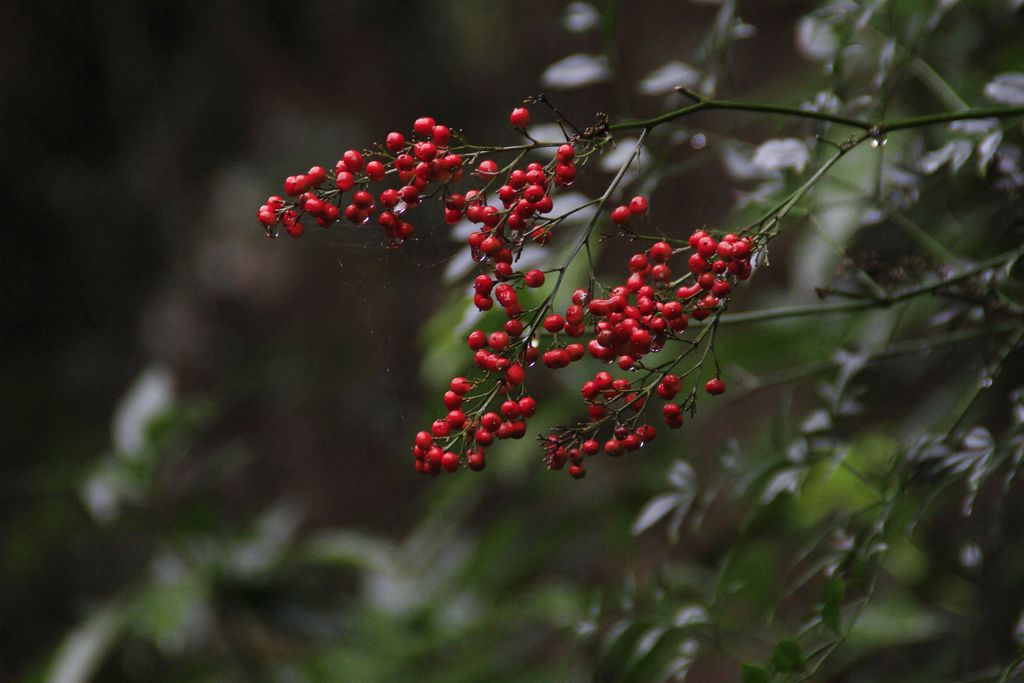 _MG_0247.JPG
