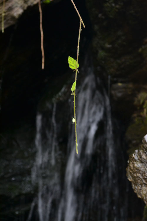 DSC_0038.JPG