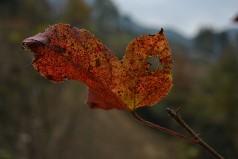DSC_0064.JPG