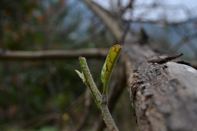 DSC_0077.JPG