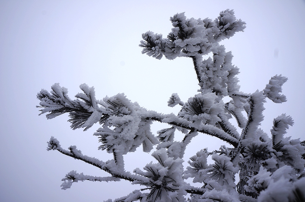_DSC4425.jpg