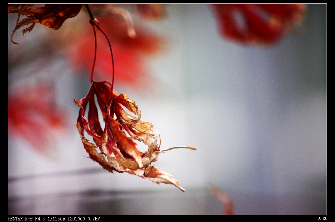 IMGP2832.jpg