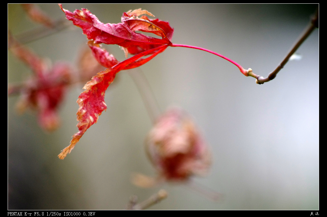 IMGP2819.jpg