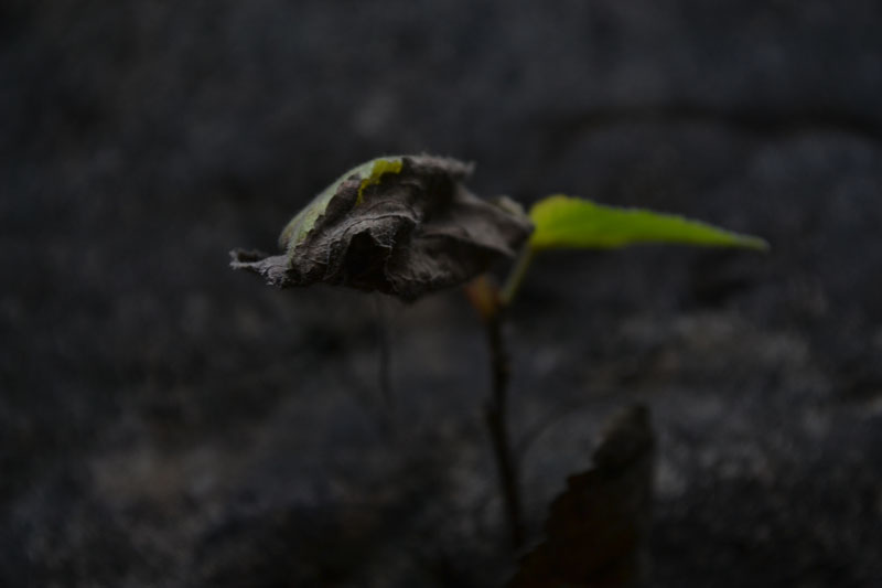 DSC_0065.jpg