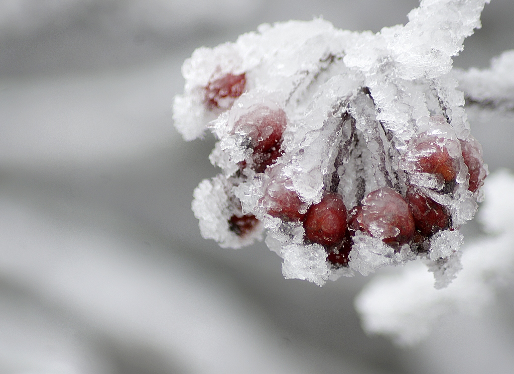 _DSC8476.jpg