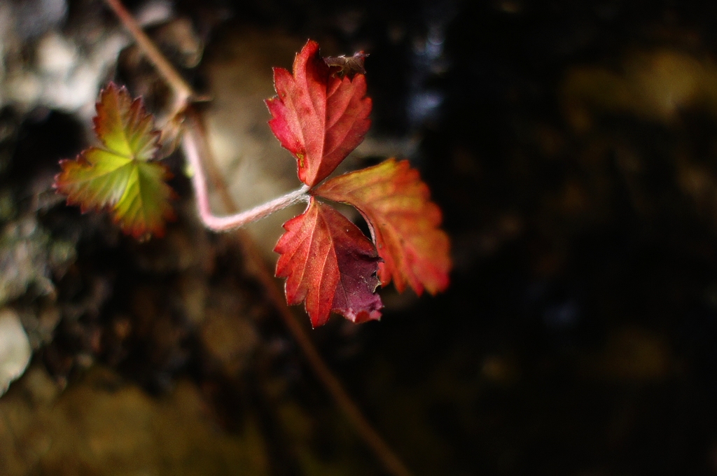_DSC0219.jpg