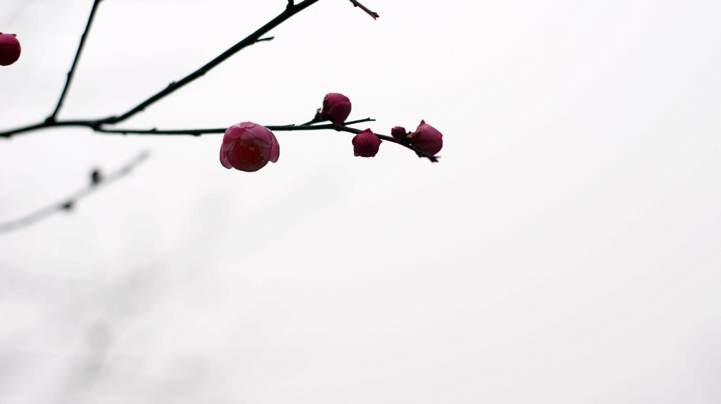 DSC05709.jpg