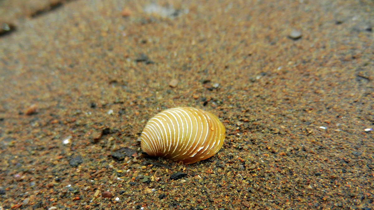 DSCN7748.jpg