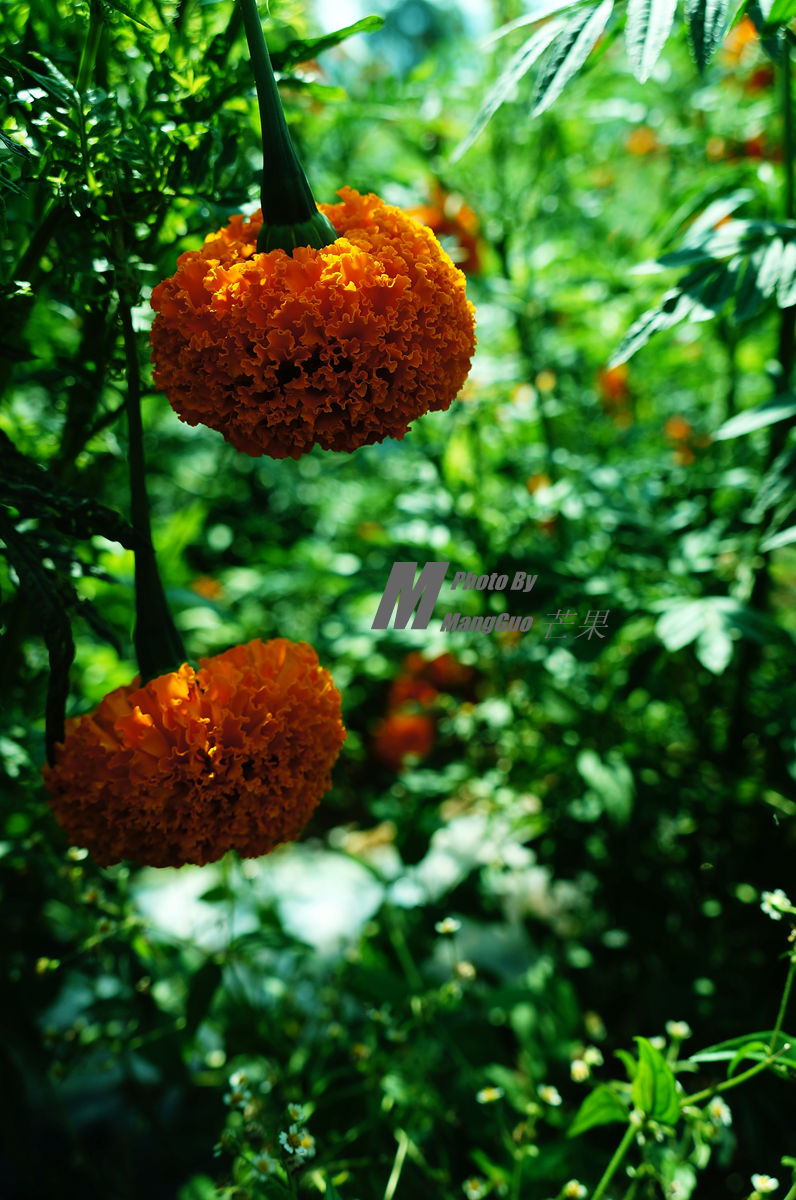 DSC01200_副本.jpg