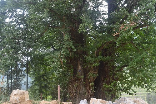 20110316154859379.jpg