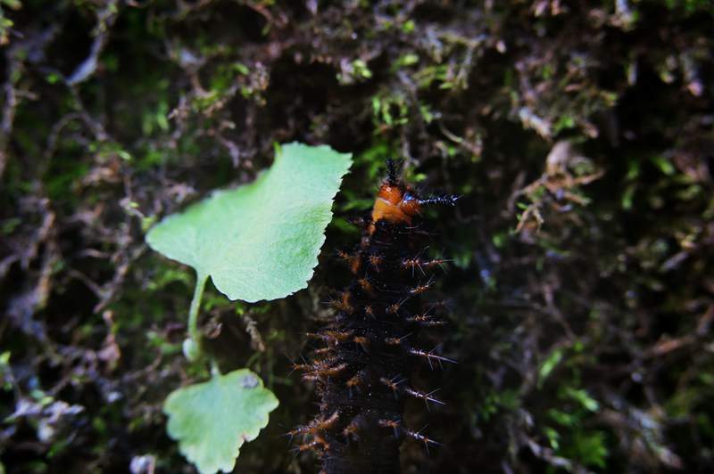 DSC00805_副本.jpg