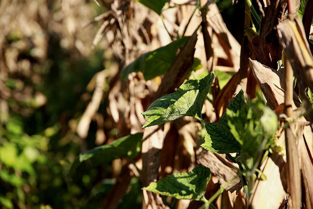 IMGL5612_副本.jpg