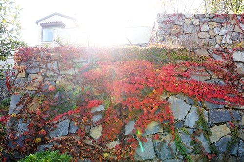 DSC01606_副本.jpg