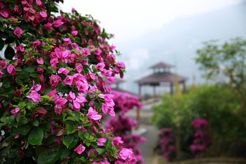 1S5A0635_副本.jpg