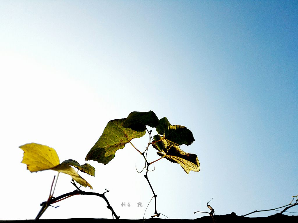 IMG_20141208_111834_副本.jpg