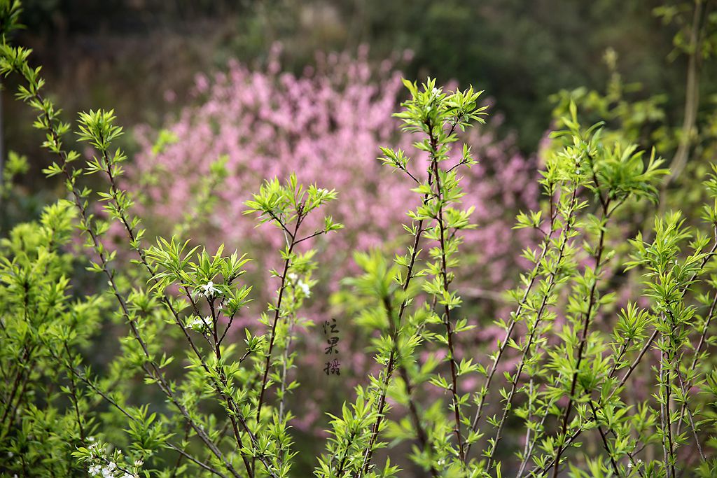 1S5A0819_副本.jpg