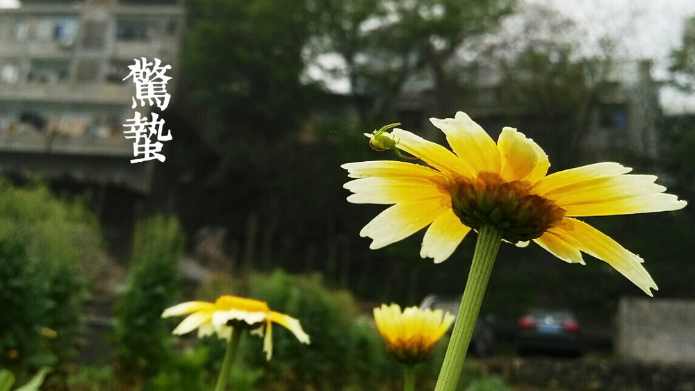 3惊蛰a_调整大小.jpg