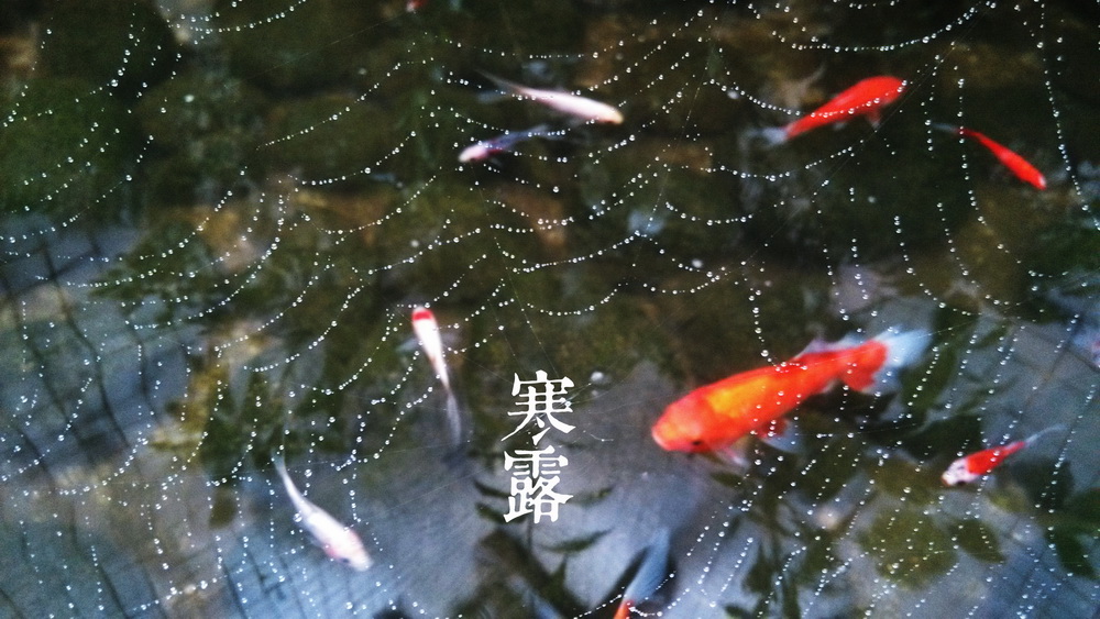 17寒露a_调整大小.jpg