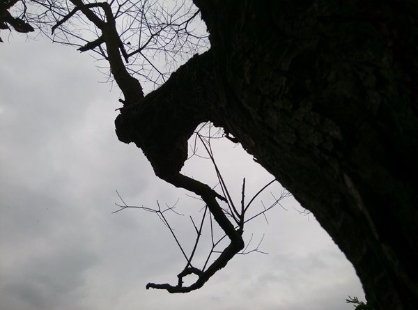 IMG_20150319_154034.jpg