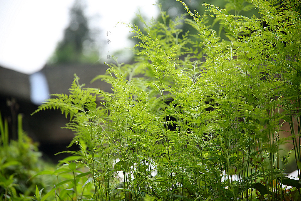1S5A0145_副本_副本.jpg