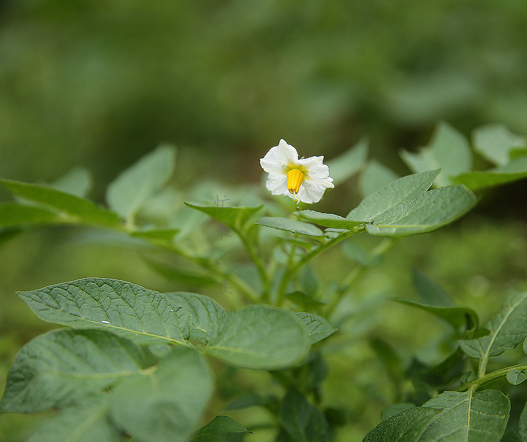 1S5A0164_副本_副本.jpg