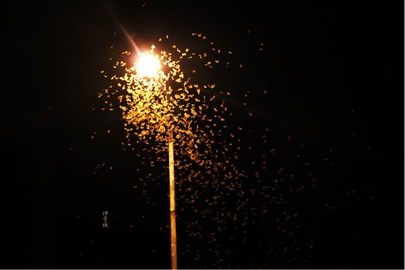 pqYJSCd8pSO9.jpg