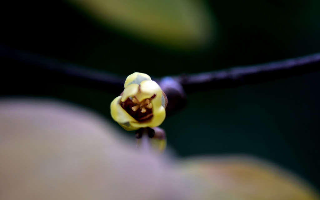 DSC_2167.jpg