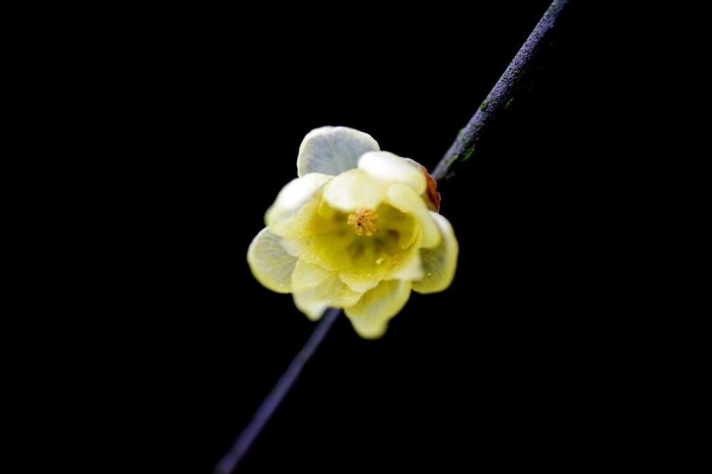 DSC_2173.jpg